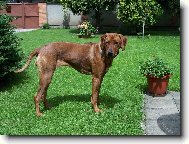 Rhodesian Ridgeback