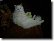Turkish Angora