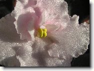 T�pytiv�