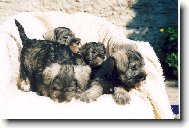 Chinese Crested Dog