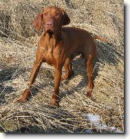 R�vidsz�r� Magyar Vizsla, Hungarian Short-haired Pointing Dog