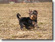 Chinese Crested Dog