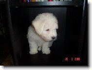 Bichon � poil fris�, Bichon Frise