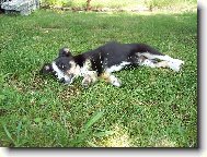 Chinese Crested Dog