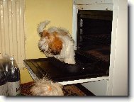 �icu, Shih-Tzu