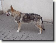 Czechoslovakian wolfdog