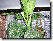 diefenbachia v kv�tu