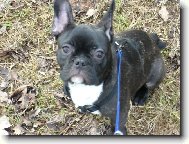 Chinese Crested Dog