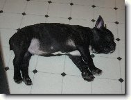 Chinese Crested Dog