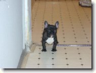 Chinese Crested Dog