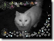 Turkish Angora