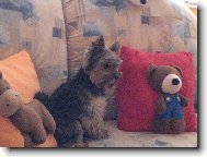 Jork��rsk� terier, Yorkshire Terrier,