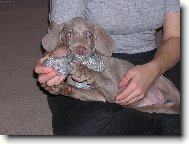 Weimaraner, Weimaraner Vorsterhund