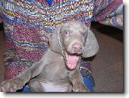 Weimaraner, Weimaraner Vorsterhund
