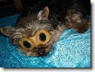 Jork��rsk� terier, Yorkshire Terrier,