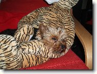 Jork��rsk� terier, Yorkshire Terrier,