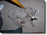 Weimaraner, Weimaraner Vorsterhund