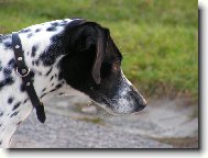 Dalmatinac, Dalmatian