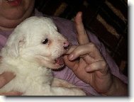 Deutscher spitz - Mittelspitz, German Spitz � Medium size Spitz