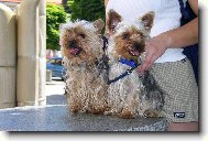 Jork��rsk� terier, Yorkshire Terrier,