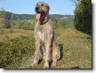 Irish Wolfhound