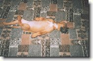 Rhodesian Ridgeback