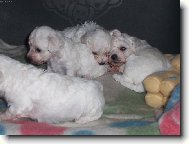 Bichon � poil fris�, Bichon Frise