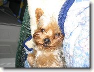 Jork��rsk� terier, Yorkshire Terrier,