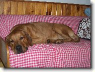 Rhodesian Ridgeback