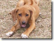 Rhodesian Ridgeback