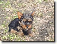 Jork��rsk� terier, Yorkshire Terrier,