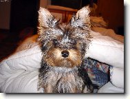 Jork��rsk� terier, Yorkshire Terrier,