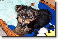 Jork��rsk� terier, Yorkshire Terrier,