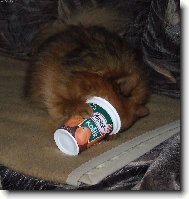 Deutscher spitz - Kleinspitz, German Spitz � Miniature Spitz