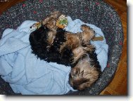 Jork��rsk� terier, Yorkshire Terrier,