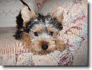 Jork��rsk� terier, Yorkshire Terrier,