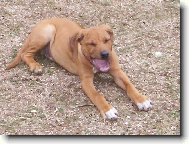 Rhodesian Ridgeback