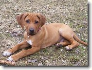 Rhodesian Ridgeback