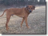 Rhodesian Ridgeback