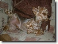 Jork��rsk� terier, Yorkshire Terrier,