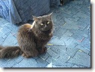Norwegian Forest Cat