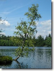 Kladsk�