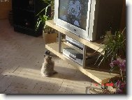 televizn� maniak