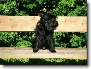 Zwergschnauzer, Miniature Schnauzer
