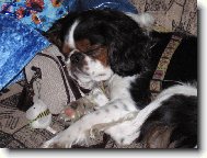 King Charles Spaniel