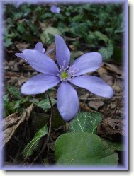 Ferocactus latispinus