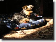 Jork��rsk� terier, Yorkshire Terrier,