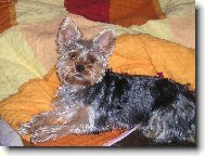 Jork��rsk� terier, Yorkshire Terrier,