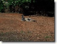 Chinese Crested Dog