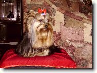 Jork��rsk� terier, Yorkshire Terrier,